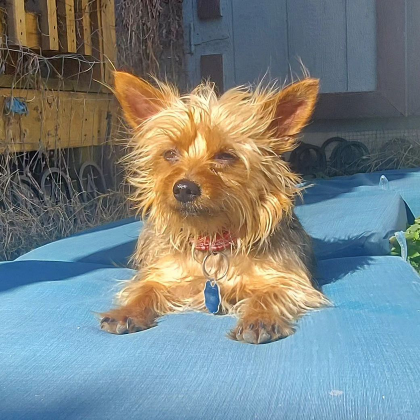 A Yorkshire terrier sitting in the sun