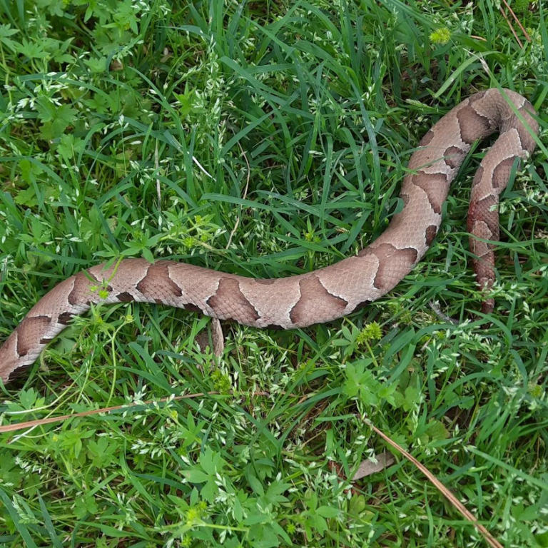A venomous copperhead snake